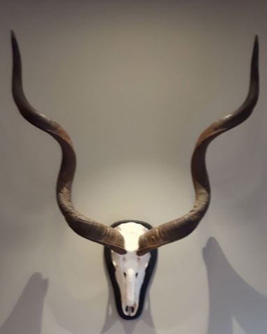 kudu-hoorns