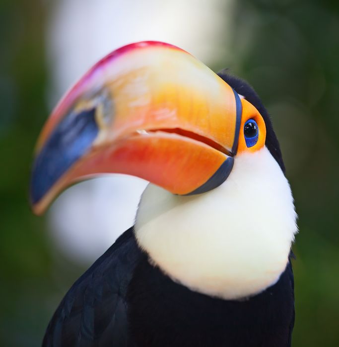 Toucan Second Life Taxidermy