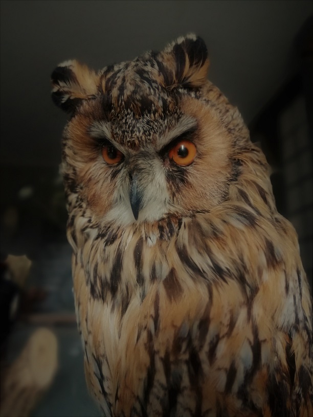 Taxidermy-Long eared owl-ronjonker